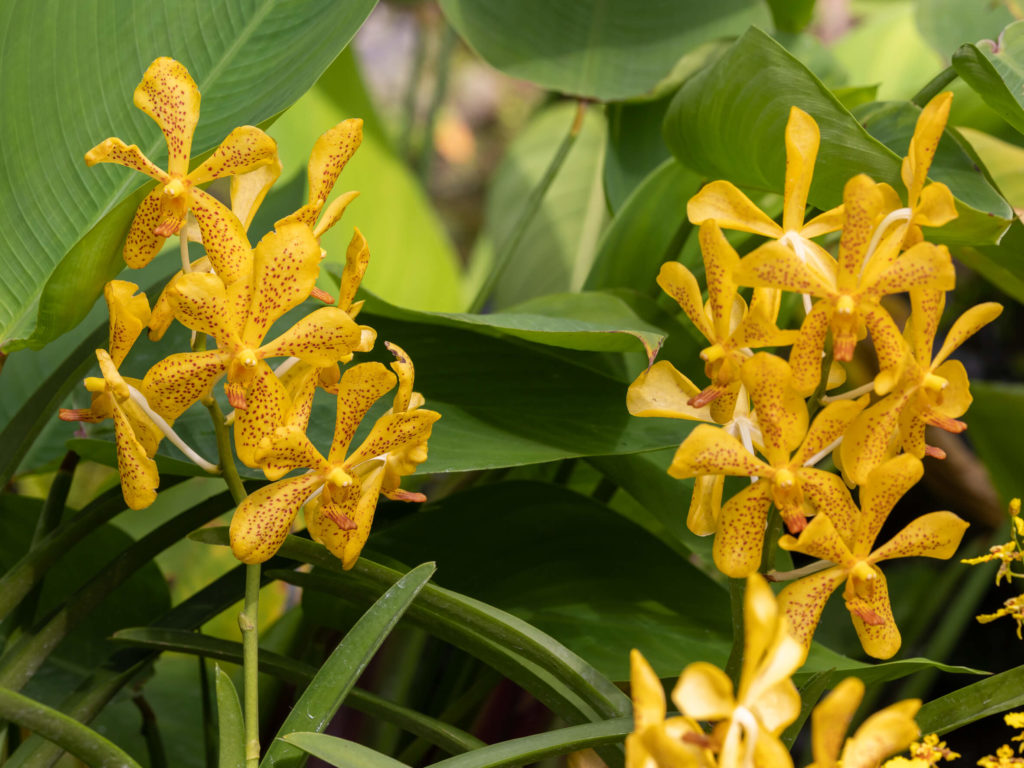 Singpaour - Botanic Garden, jardin des orchidées