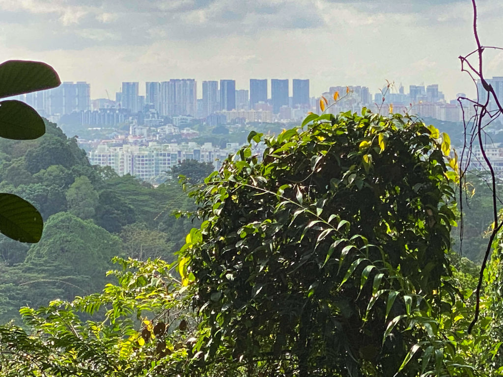 Singapour - la jungle à Butik Timah, percée sur la ville