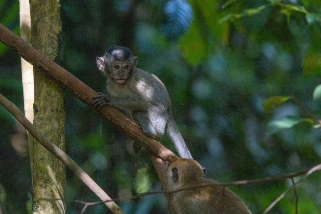 Macaque crabier ou Macaque à longue queue - Macaca fascicularis - Crab-eating macaqueor Long-tailed macaque - vu à Bukit Timah Singapour