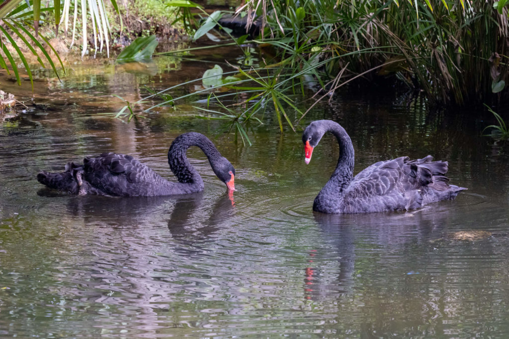 Oiseaux de Singapour - Cygne noir Cygnus atratus - Black Swan