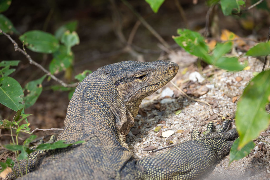 Varan Malais - Varanus Salvator - Asian Water Moni, vu à Sungei Buloh Wetland Reserve Singapour