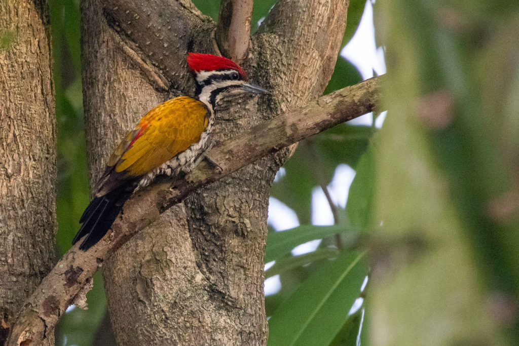 Oiseaux de Singapour - Pic à dos rouge Dinopium javanense - Common Flameback