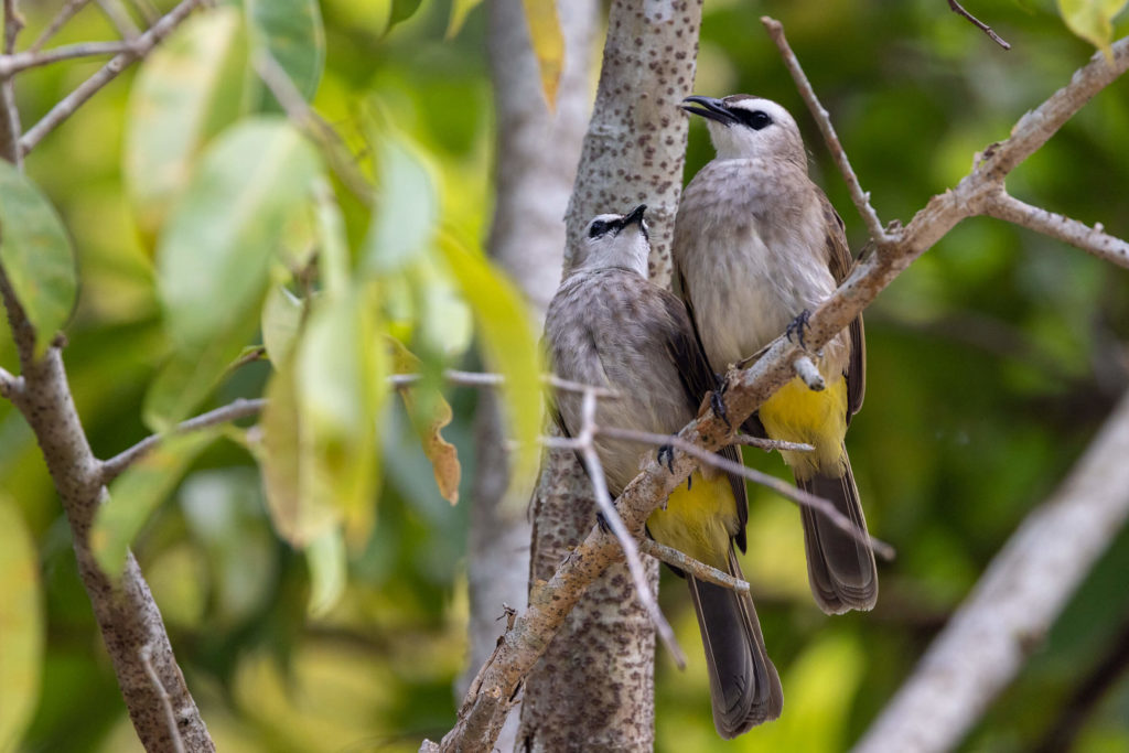 Oiseaux de Singapour - Bulbul goiavier Pycnonotus goiavier - Yellow-vented Bulbul