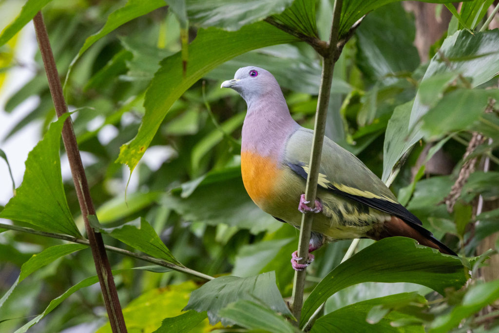 Oiseaux de Singapour - Colombar giouanne mâle - Treron vernans Pink-necked Green Pigeon