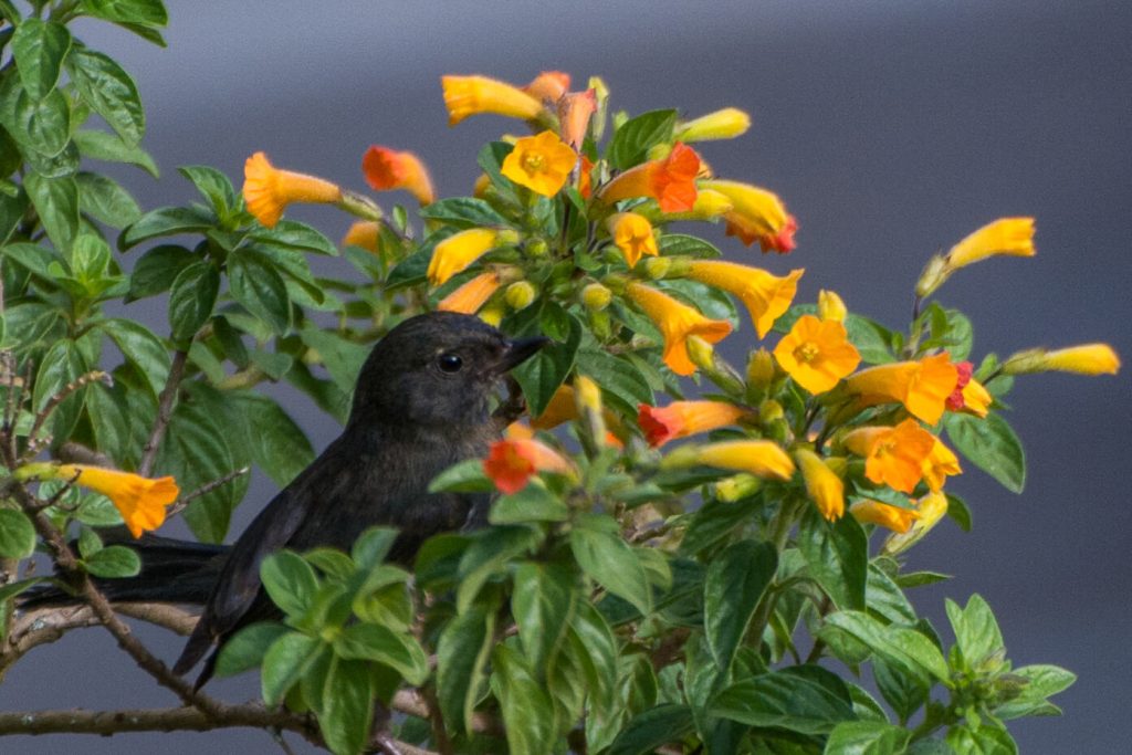 Equateur - Banos, moucherolle noir dans le jardin de l'hacienda