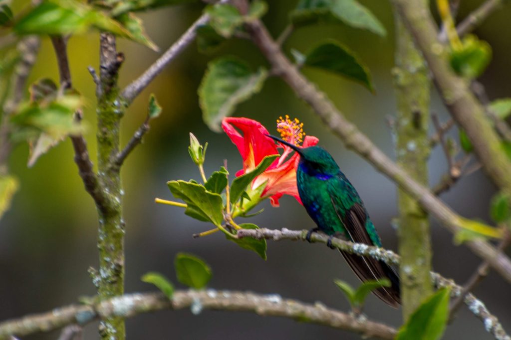 Equateur - Riobamba, colibri thalassin