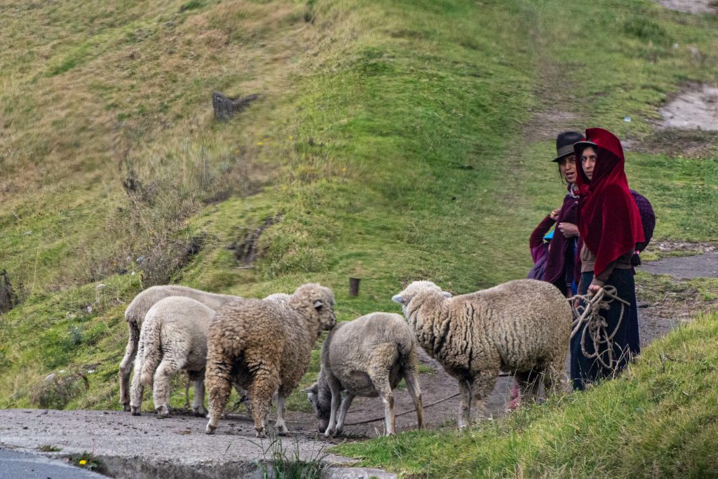 Equateur - Hauts Plateaux. Bergères et moutons