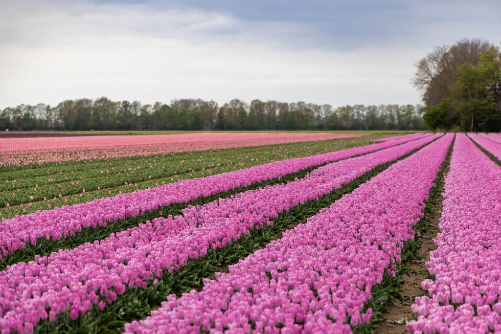 Pays-Bas, Lelystad, champ de tulipes