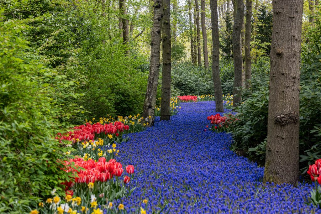 Pays-Bas, Kenkenhof - le décor du Parc, la rivière bleue
