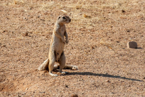Afrique australe -Namib, écureuil de terre du cap