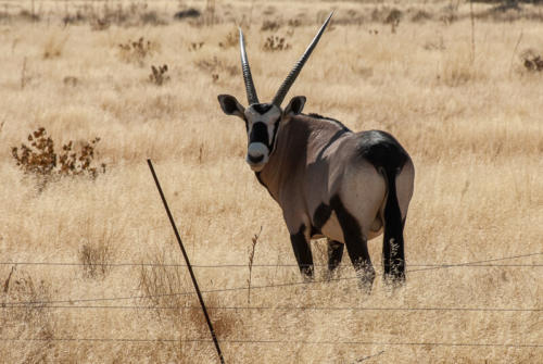 Afrique australe -Namib, Oryx