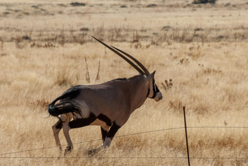 Afrique australe -Namib, Oryx