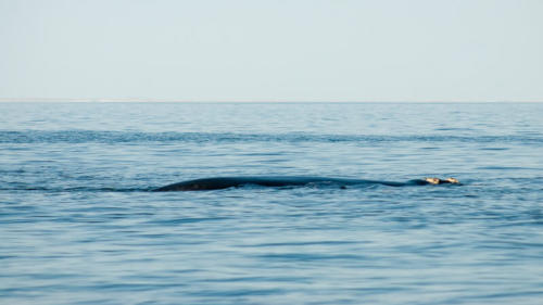 Afrique australe -Namibie , baleine au large de Swakopmund