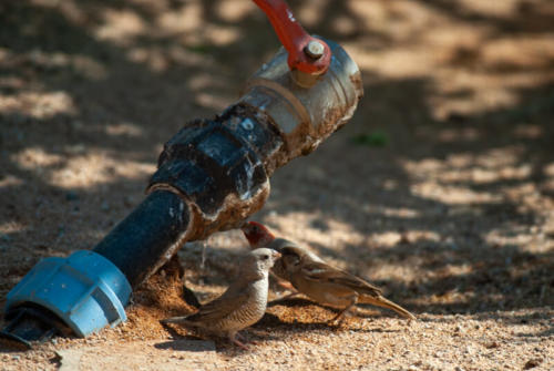 Afrique australe -Namib - Oiseaux rassemblés au point d'eau