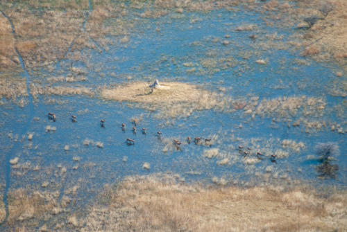 Afrique australe, Botswana - Le delta de l'Okavango et antilopes vus d'avion