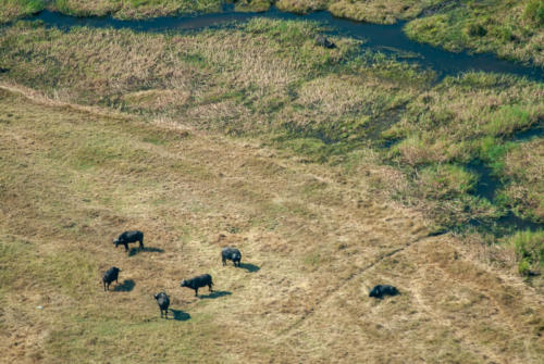 Afrique australe, Botswana - Le delta de l'Okavango et buffles vus d'avion