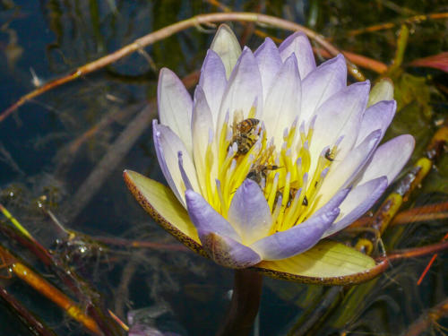 Afrique australe,  Botswana - Lotus bleu Nymphaea caerulea  dans le delta de l'Okavango