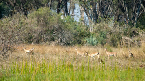 Afrique australe, Botswana - Impalas et babouins dans le delta de l'Okavango