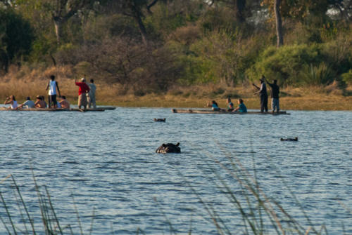 Afrique australe, Botswana - Piscine aux hippopotames dans le delta de l'Okavango