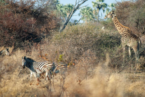 Afrique australe, Botswana - Zèbres de Burchell et girafe dans le delta de l'Okavango