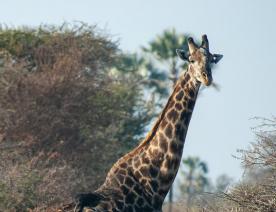 Afrique australe, Botswana - Rencontre avec une girafe dans le delta de l'Okavango