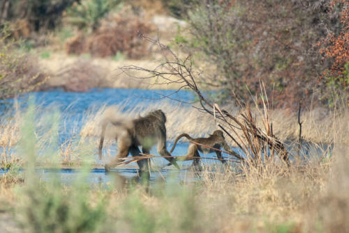 Afrique australe, Botswana - En ce chaud début d'après-midi, ldans le delta de l'Okavango, les babouins se promènent en famille