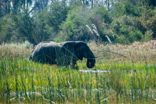 Afrique australe, Botswana - un éléphant, notre voisin de camping, va au bain dans le delta de l'Okavango