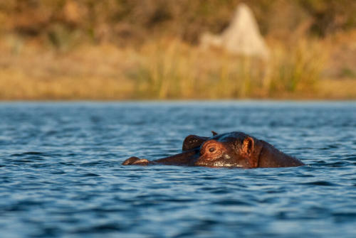 Afrique australe - Botswana, hippopotame dans le delta de l'Okavango