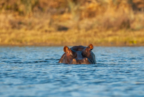 Afrique australe - Botswana, hippopotame dans le delta de l'Okavango