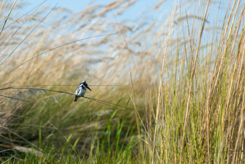 Afrique australe - Botswana - Martin pêcheur-pie (Ceryle rudis) - Pied Kingfisher dans le delta de l'Okavango