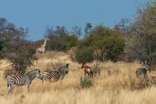 Afrique australe - Botswana - Girafe, zèbres et bubales dans le delta de l'Okavango