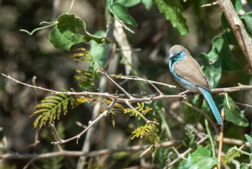 Afrique australe - Botswana. Cordonbleu de l'Angola (Uraeginthus angolensis) - Blue Waxbill