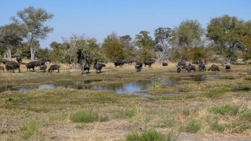 Afrique australe - Botswana.  Buffles