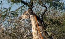 Afrique australe - Botswana.  Girafe
