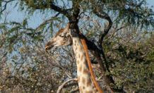 Afrique australe - Botswana. Girafe