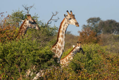 Afrique australe - Botswana.  Groupe de girafes avec girafon