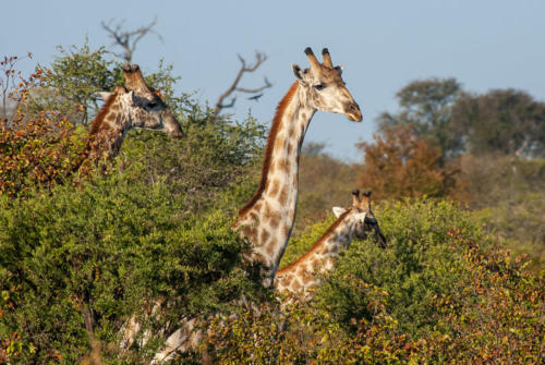 Afrique australe - Botswana. Groupe de girafes avec girafon