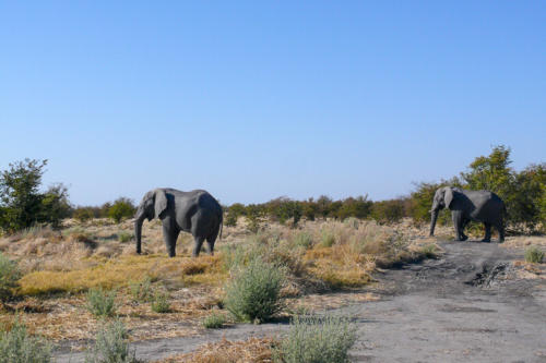 Afrique australe - Botswana. Eléphant solitaire
