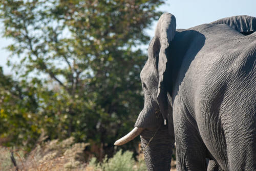 Afrique australe - Botswana. Eléphant solitaire