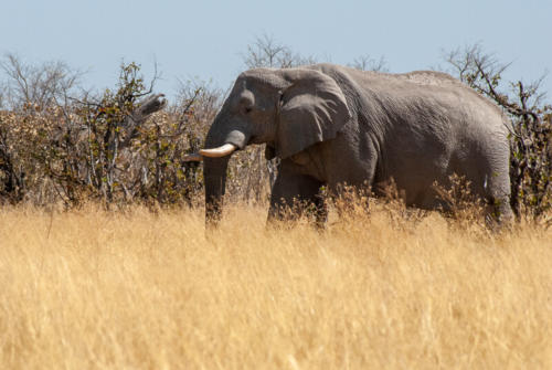 Afrique australe - Botswana. Eléphant  solitaire