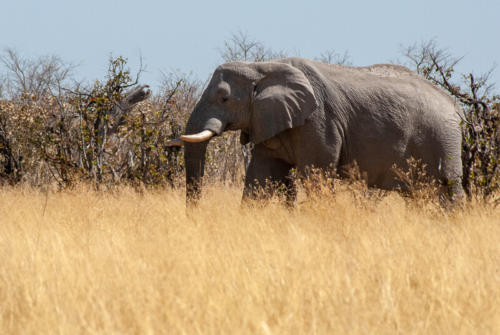 Afrique australe - Botswana. Eléphant solitaire