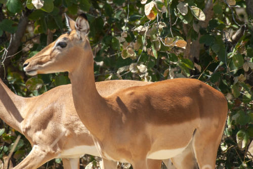 Afrique australe - Botswana. Impala (Aepyceros melampus)