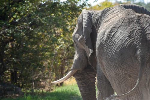 Afrique australe - Botswana. Eléphant solitaire