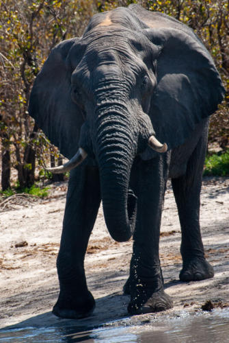 Afrique australe - Botswana. Cet éléphant ne nous laisse pas approcher