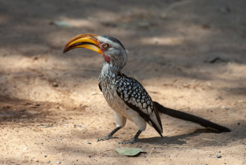 Afrique australe - Botswana.  Calao à bec jaune ( Tockus flavirostris )- Eastern Yellow-billed Hornbill