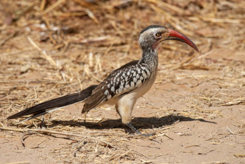 Afrique australe - Botswana.  Calao à bec rouge (Tockus erythrorhynchus )- Northern Red-billed Hornbill