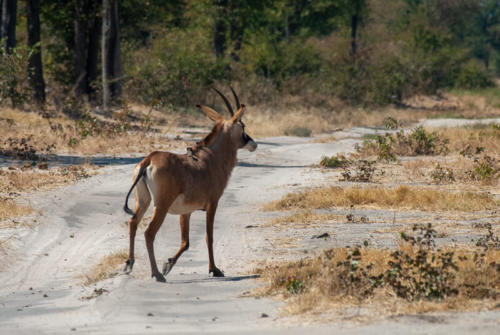 Afrique australe - Botswana. L’antilope rouanne (Hippotragus equinus) ou antilope cheval
