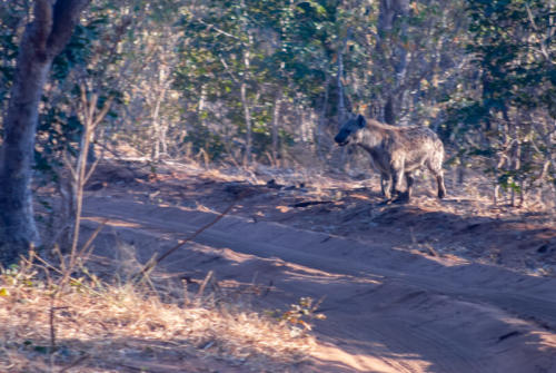Afrique australe - Botswana, Chobe - HYÈNE TACHETÉE Crocuta crocuta Spoted hyaena