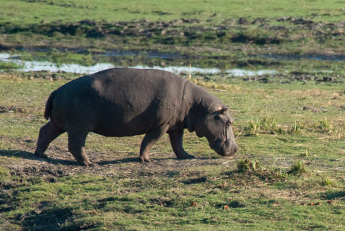 Afrique australe - Botswana, Chobe - Hippopotame
