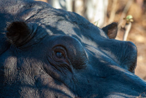 Afrique australe - Botswana, Chobe - Hippopotame